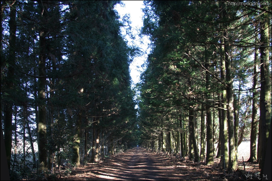 송당목장내의 도로
