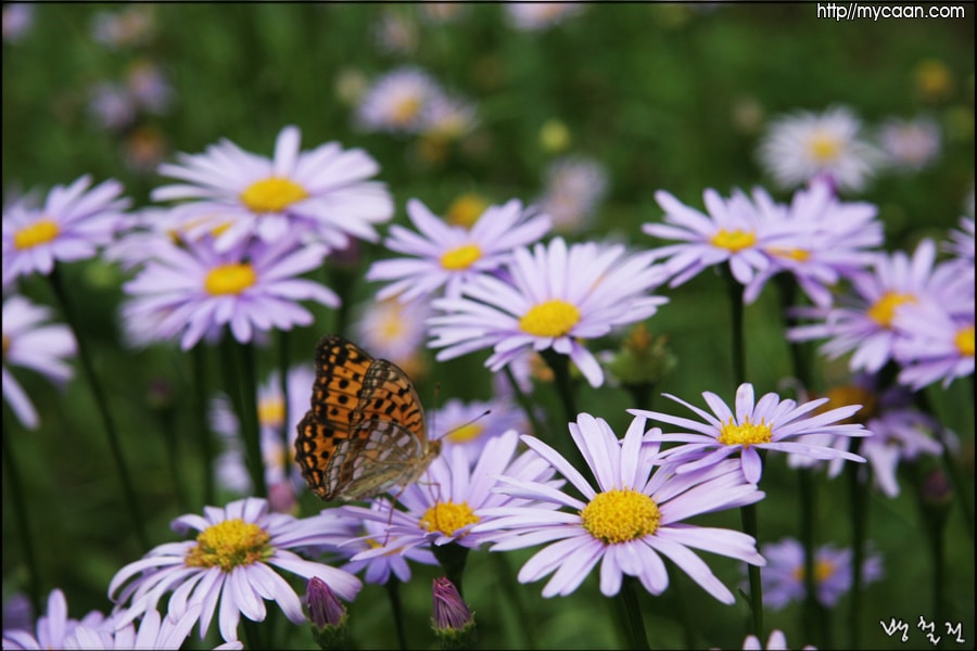 사용자 삽입 이미지