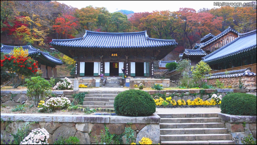 관음전 앞 마당과 뒷산의 단풍