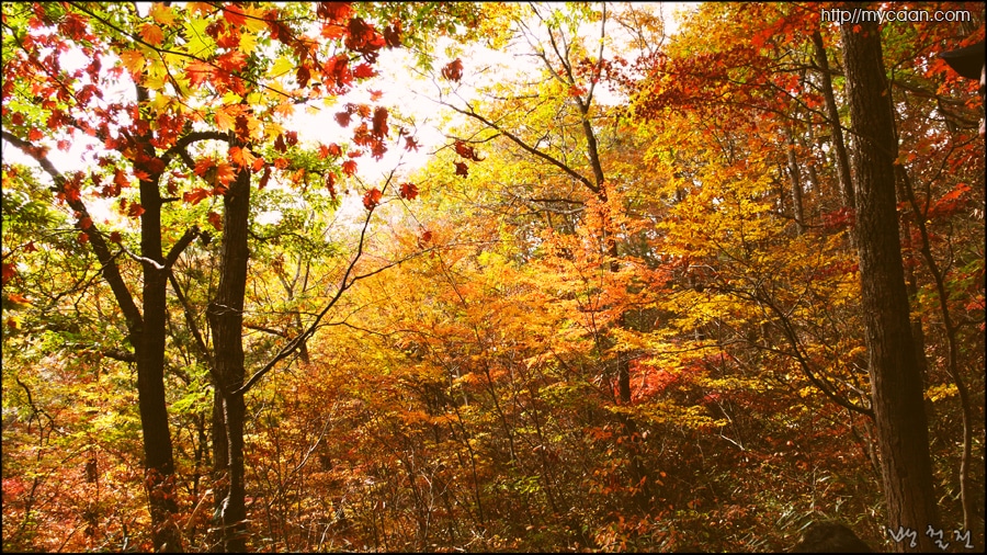 조계산의 단풍