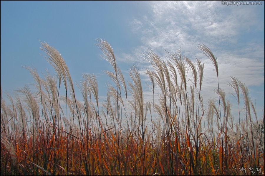 사용자 삽입 이미지