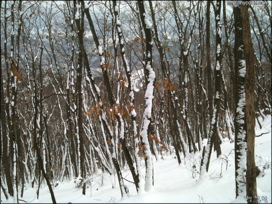 사용자 삽입 이미지