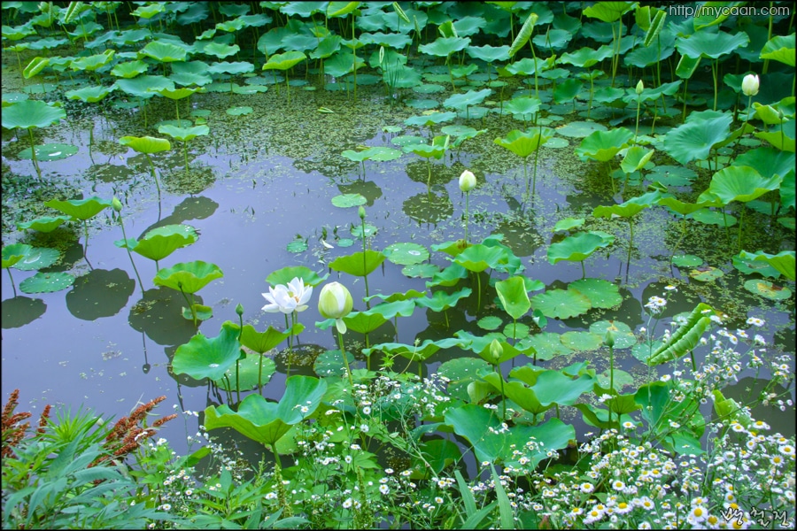 사용자 삽입 이미지