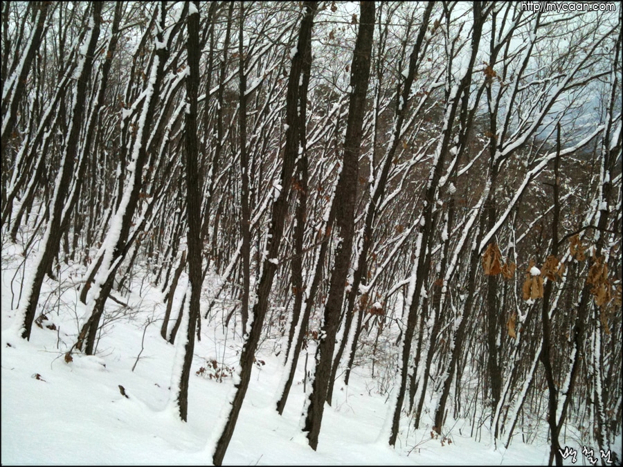 사용자 삽입 이미지