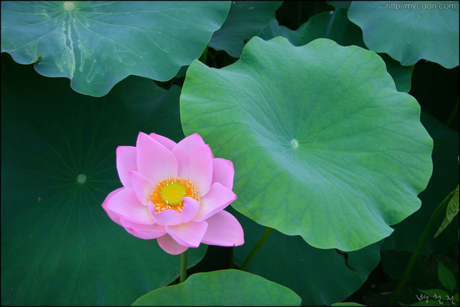 사용자 삽입 이미지