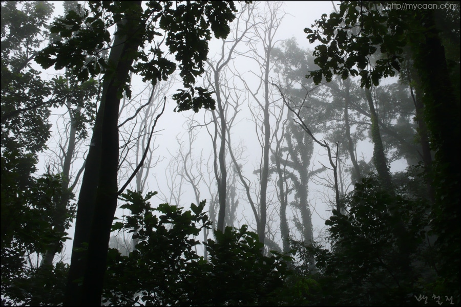 숲속의 안개