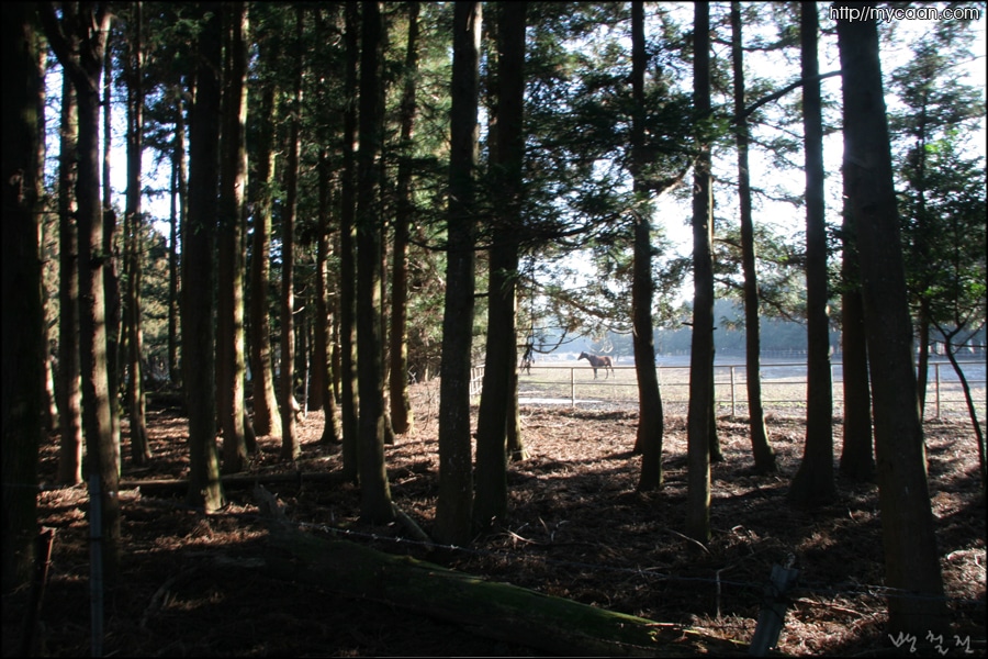삼나무숲 건너로 보니는 송당목장초지