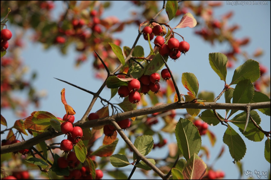 사용자 삽입 이미지