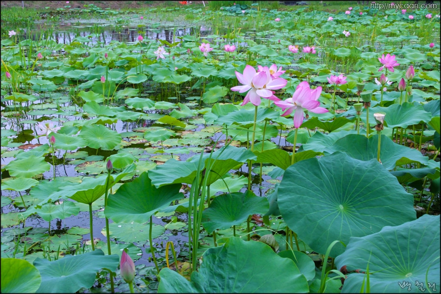 사용자 삽입 이미지