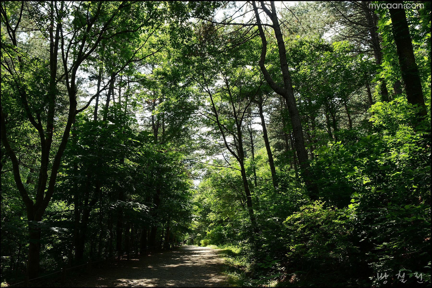 사용자 삽입 이미지