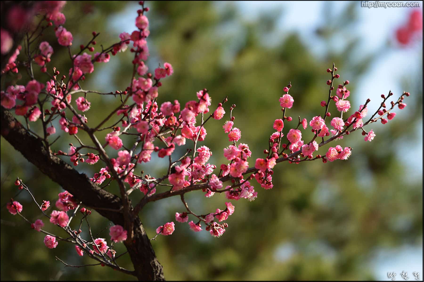 사용자 삽입 이미지