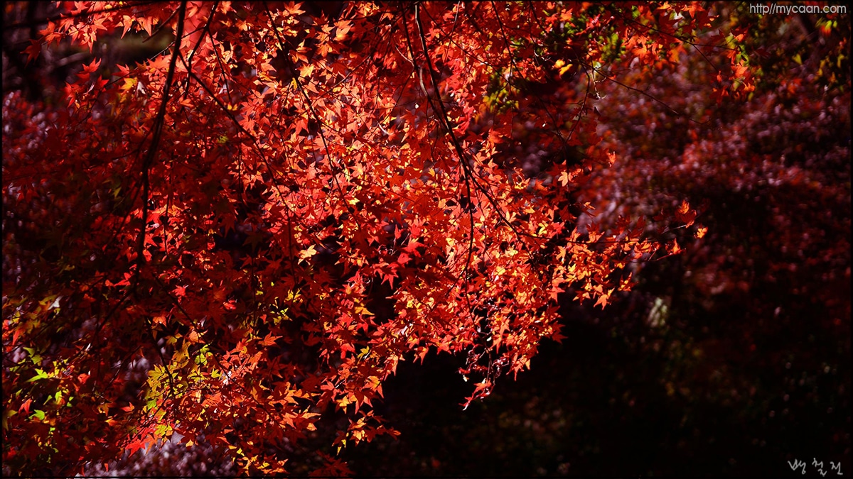 사용자 삽입 이미지