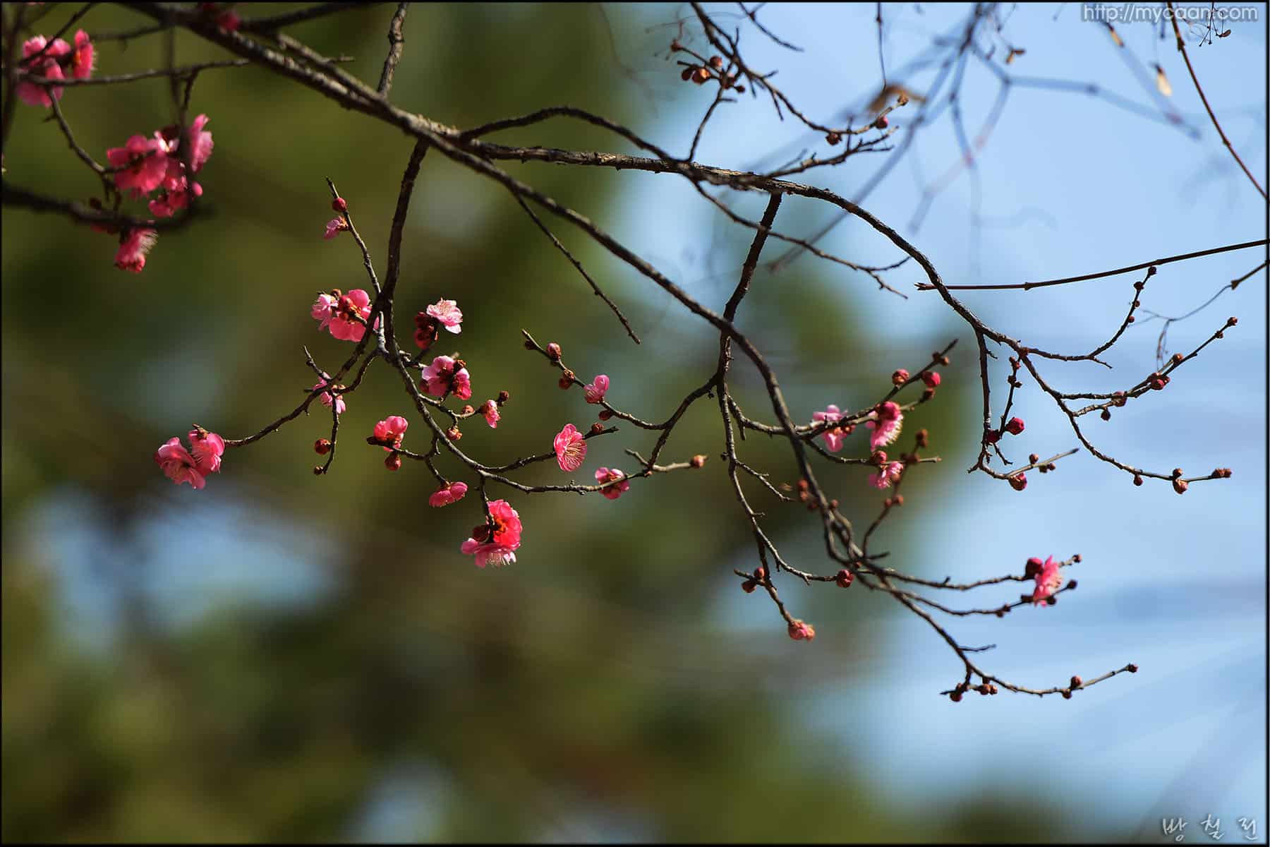 사용자 삽입 이미지